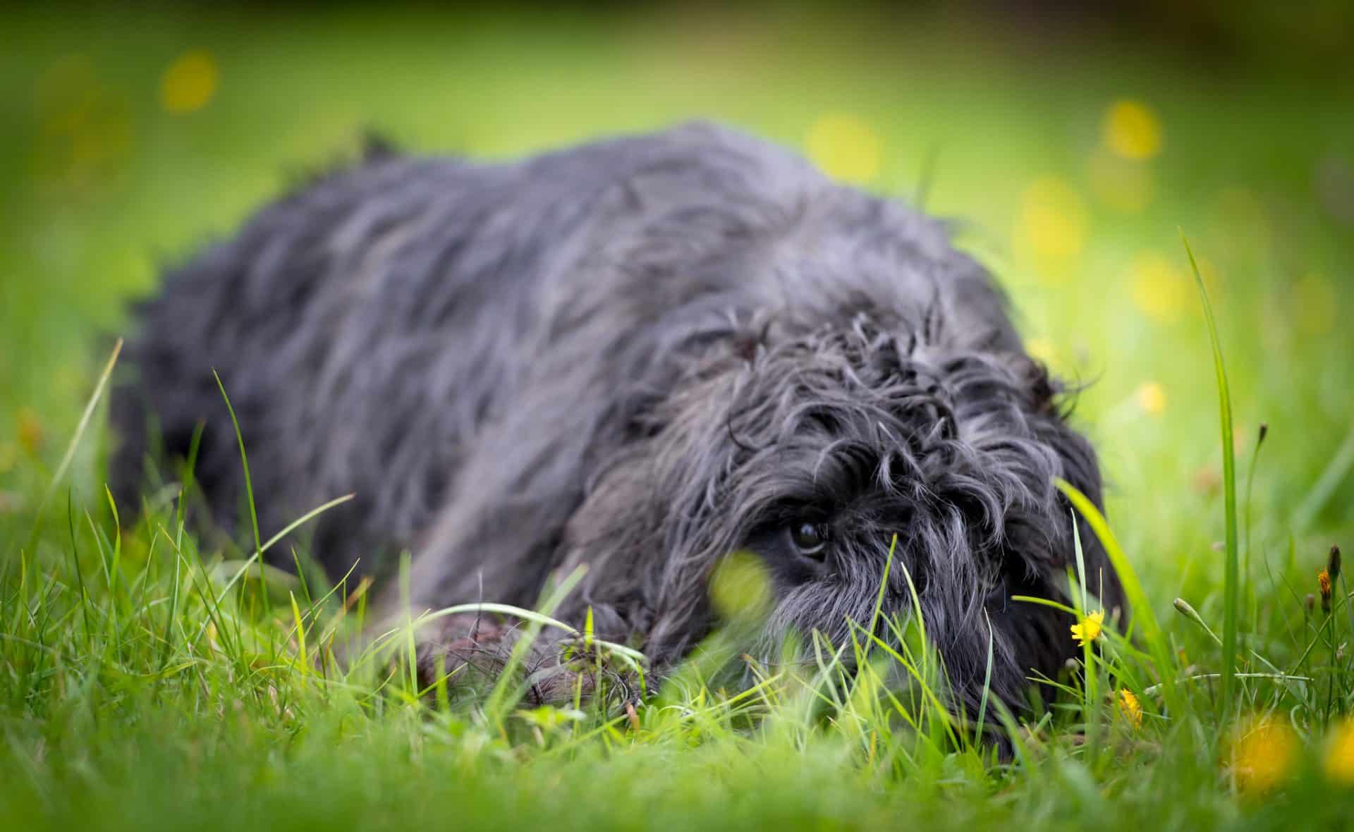 reuze schnauzer hond