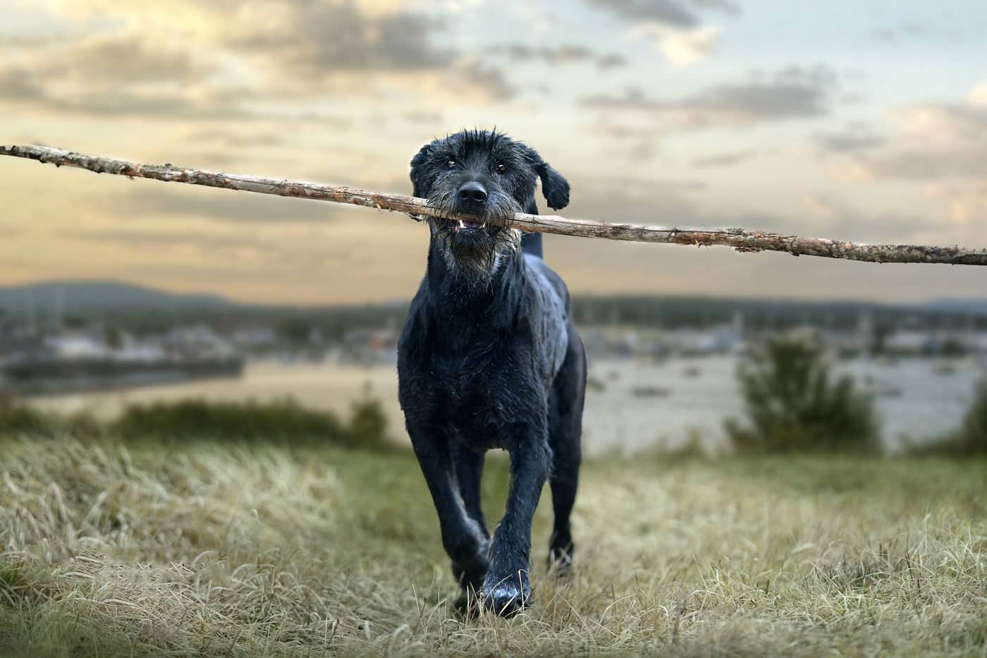 reuze schnauzer