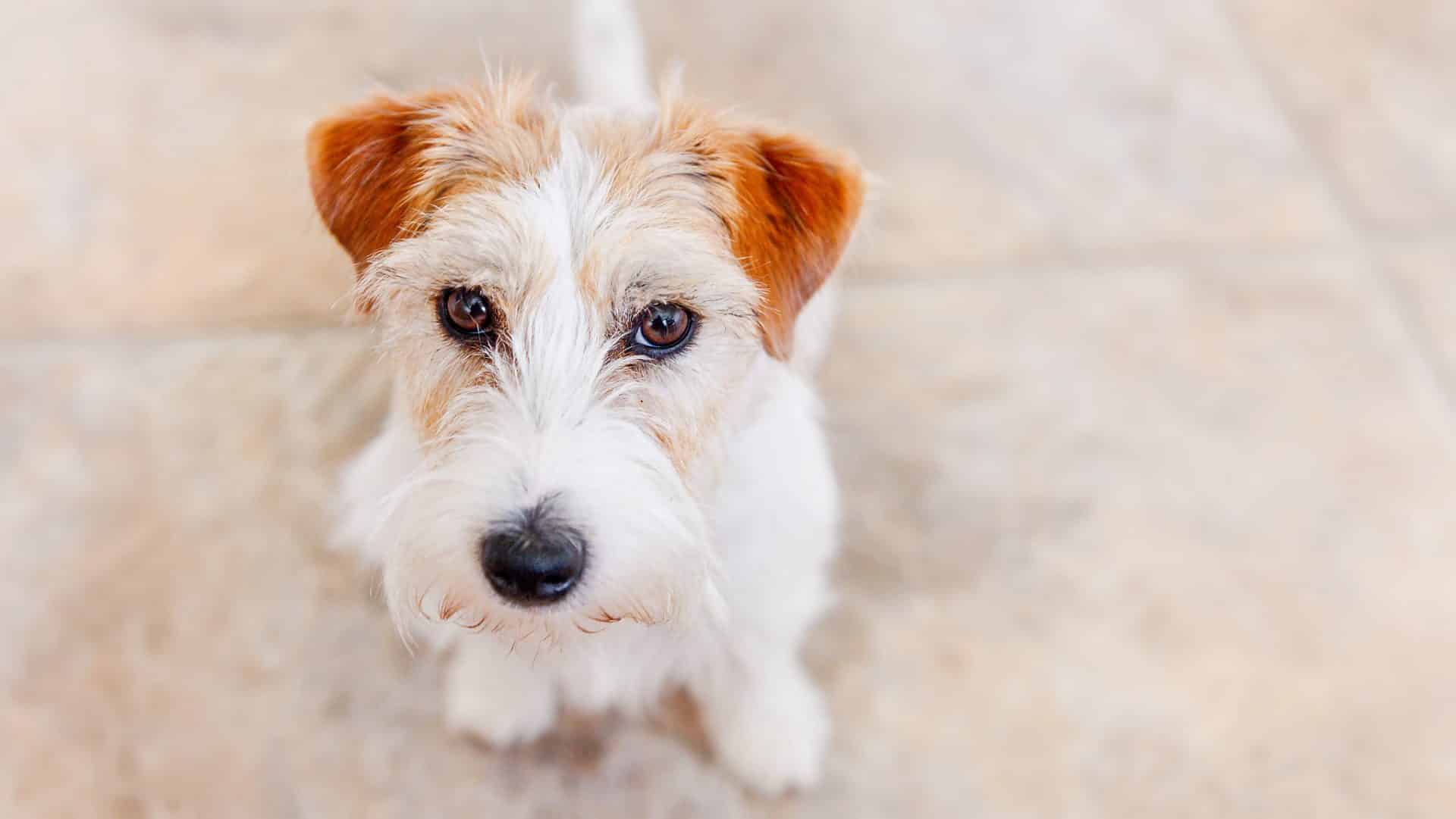 russell terrier hondenras