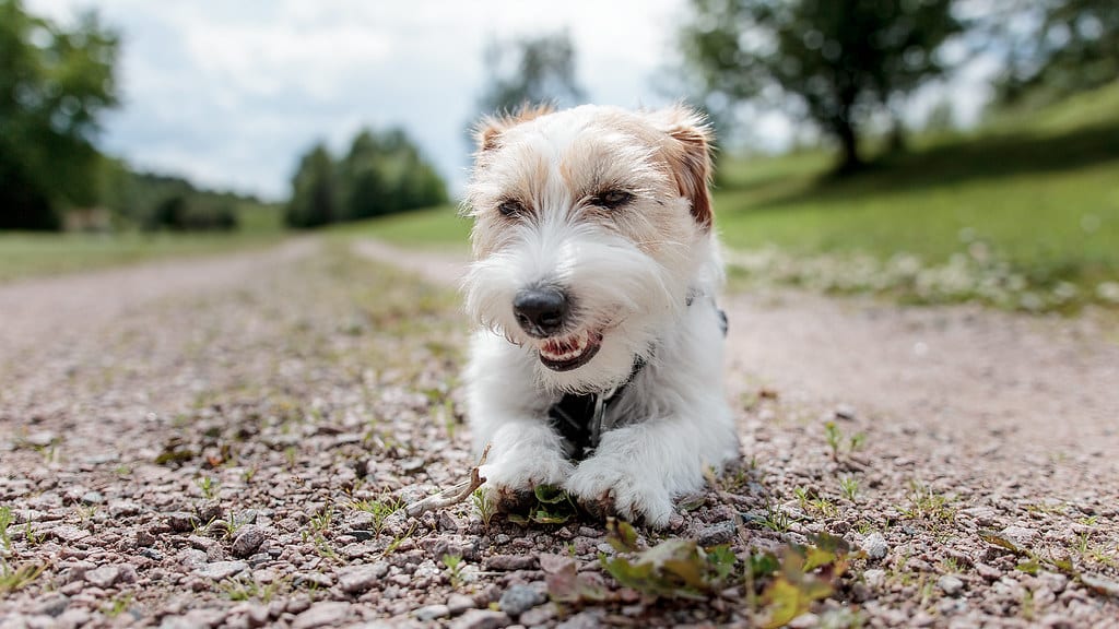 russell terrier