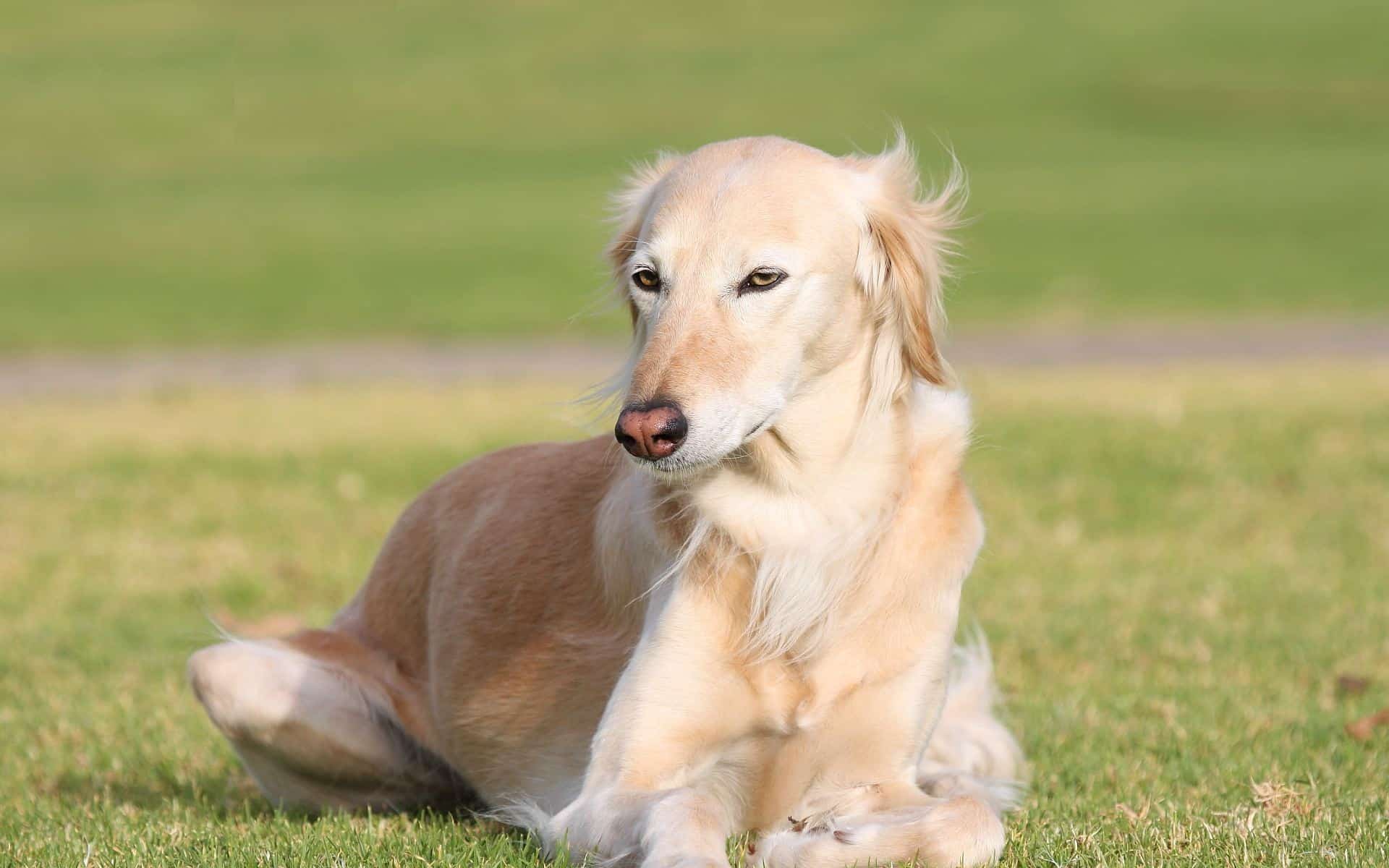 saluki hondenras