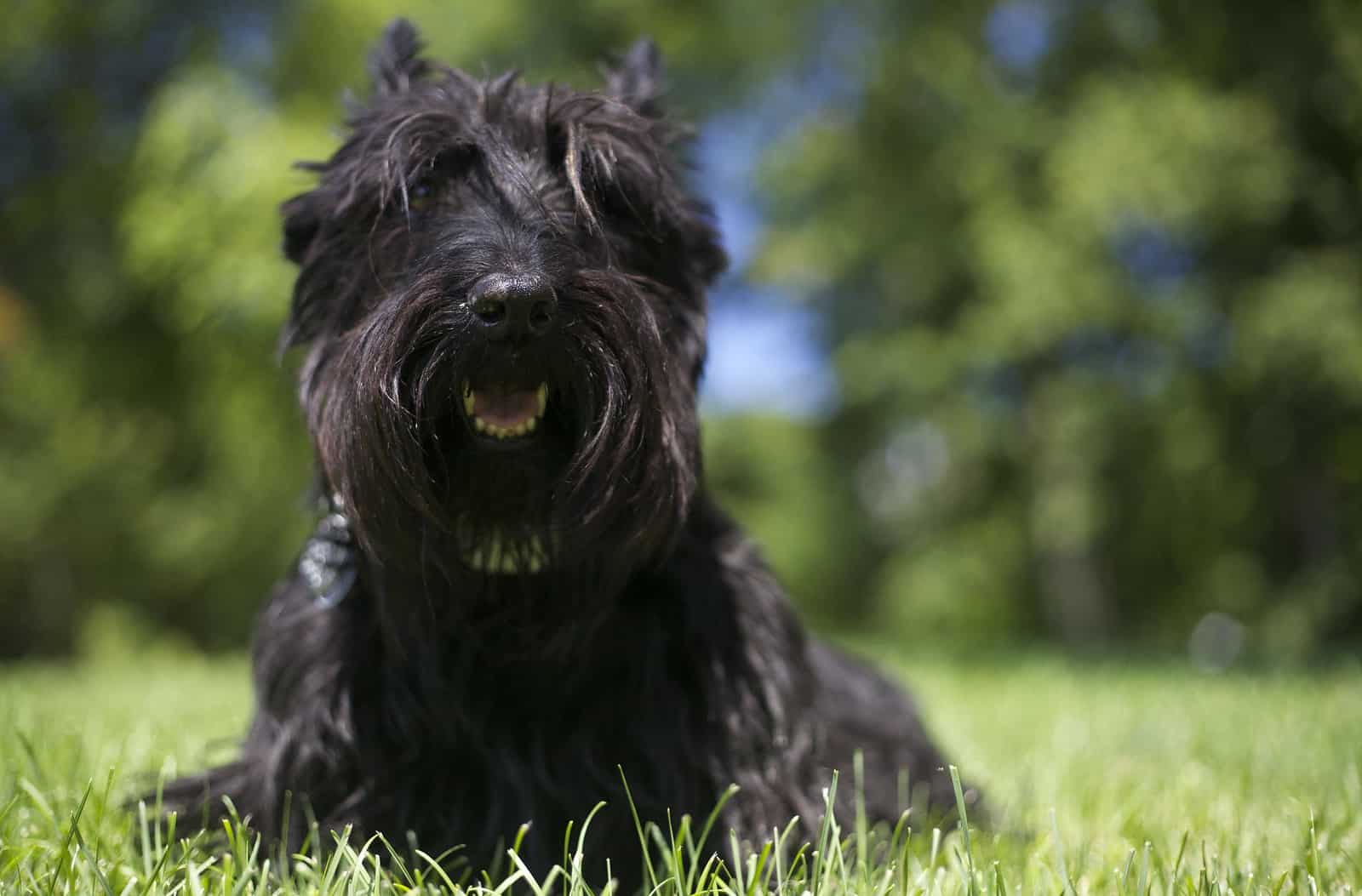 schotse terriër hond