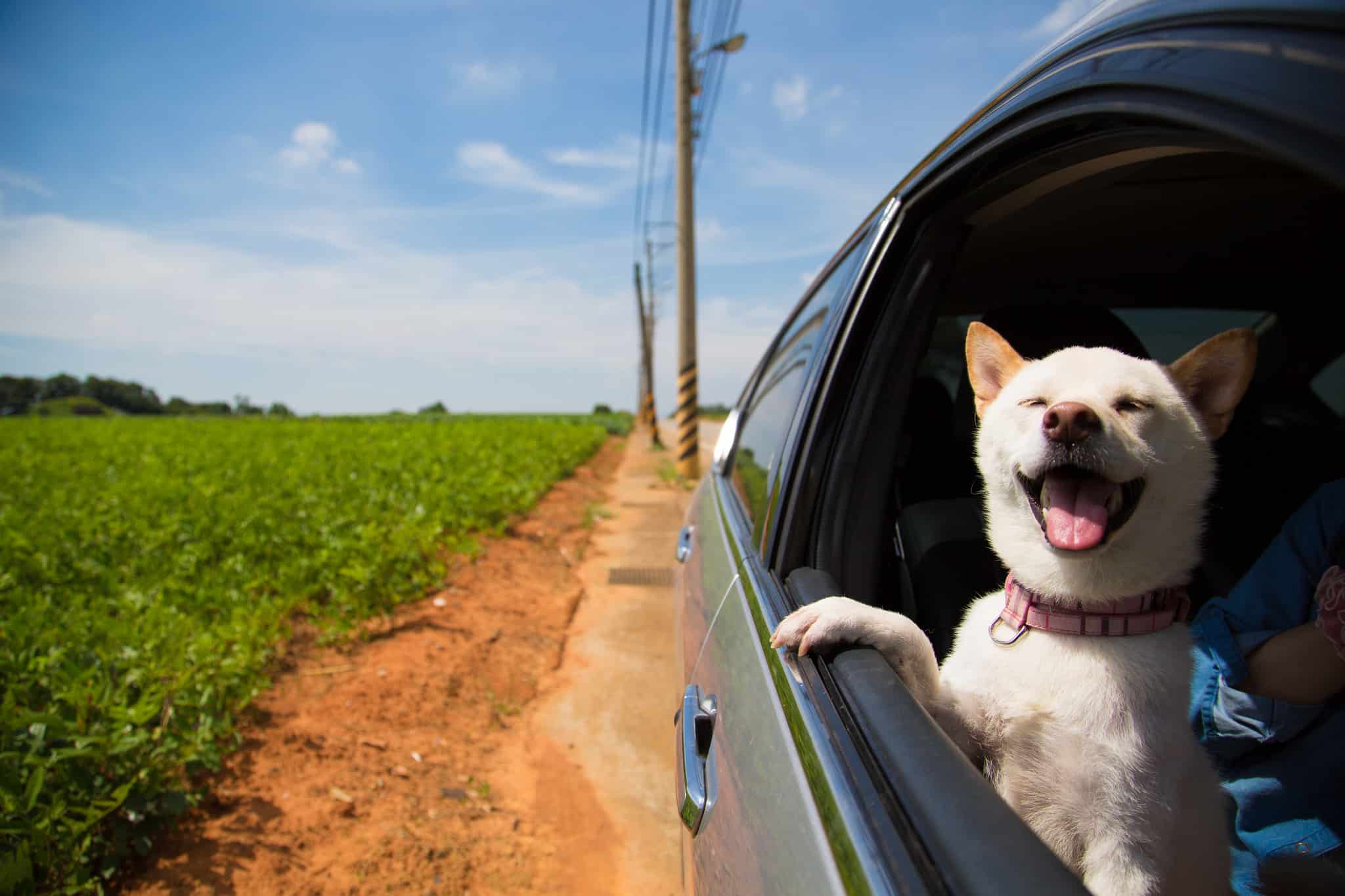 shiba inu hondenras