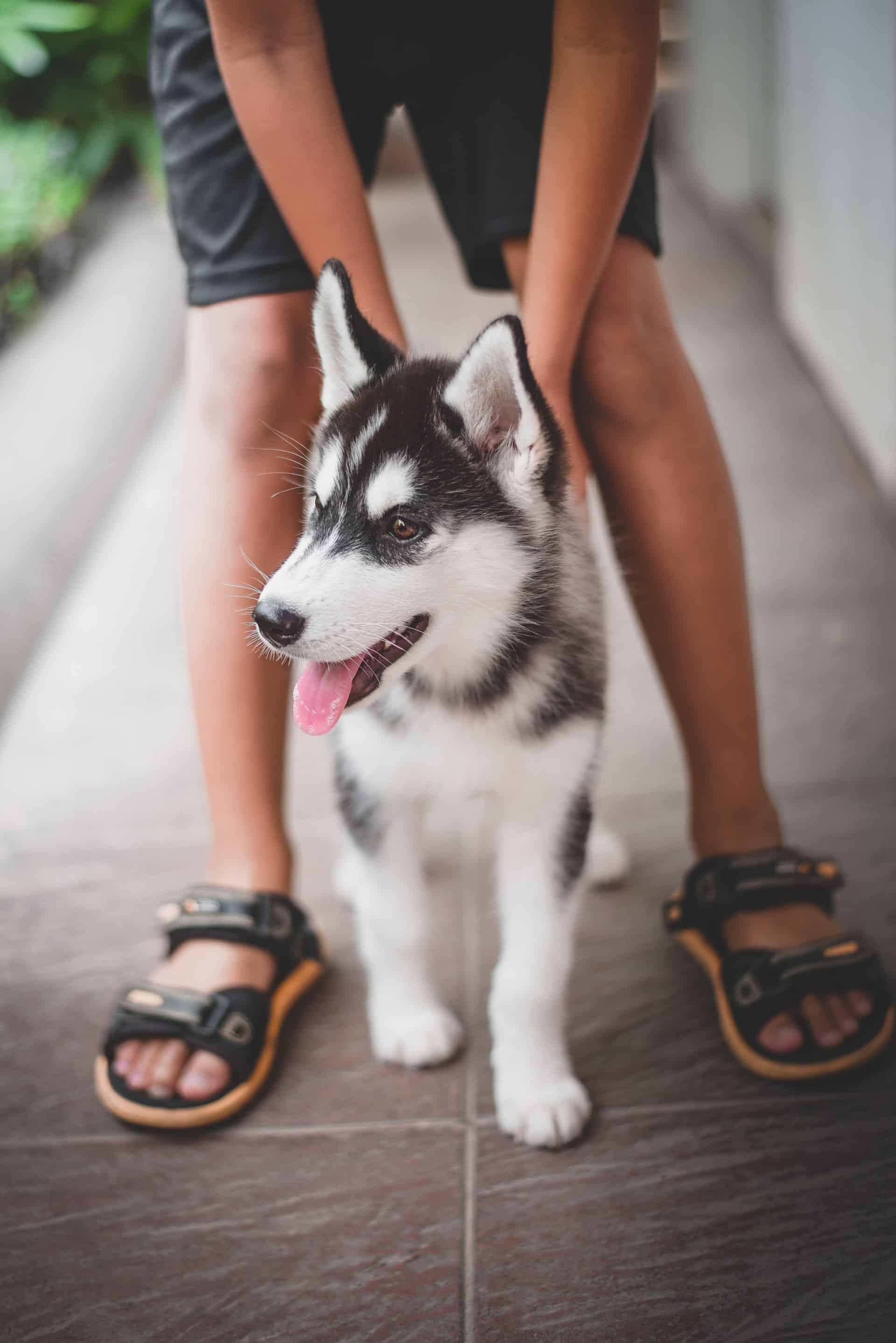 Siberische Husky hondenras