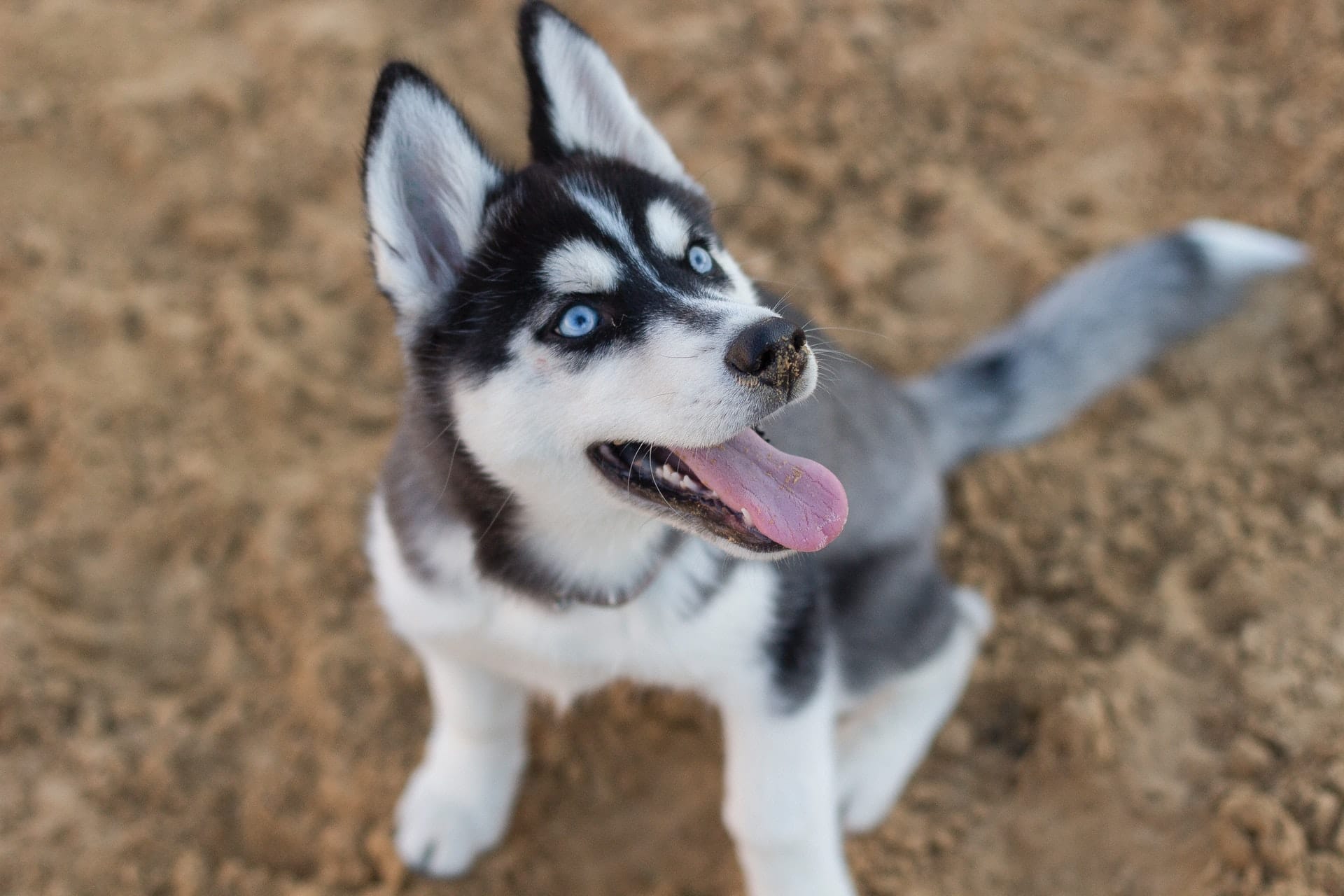 Siberische Husky pup