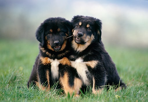 Tibetaanse Mastiff pup