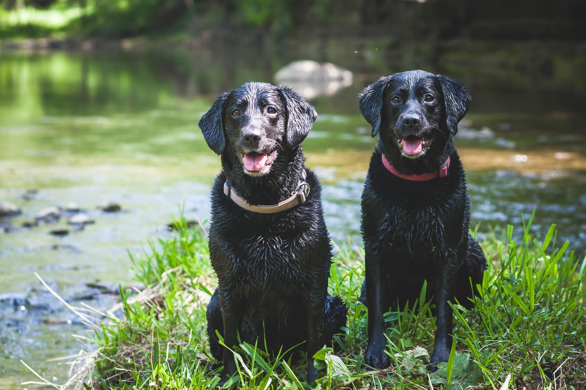 twee labrador retrievers