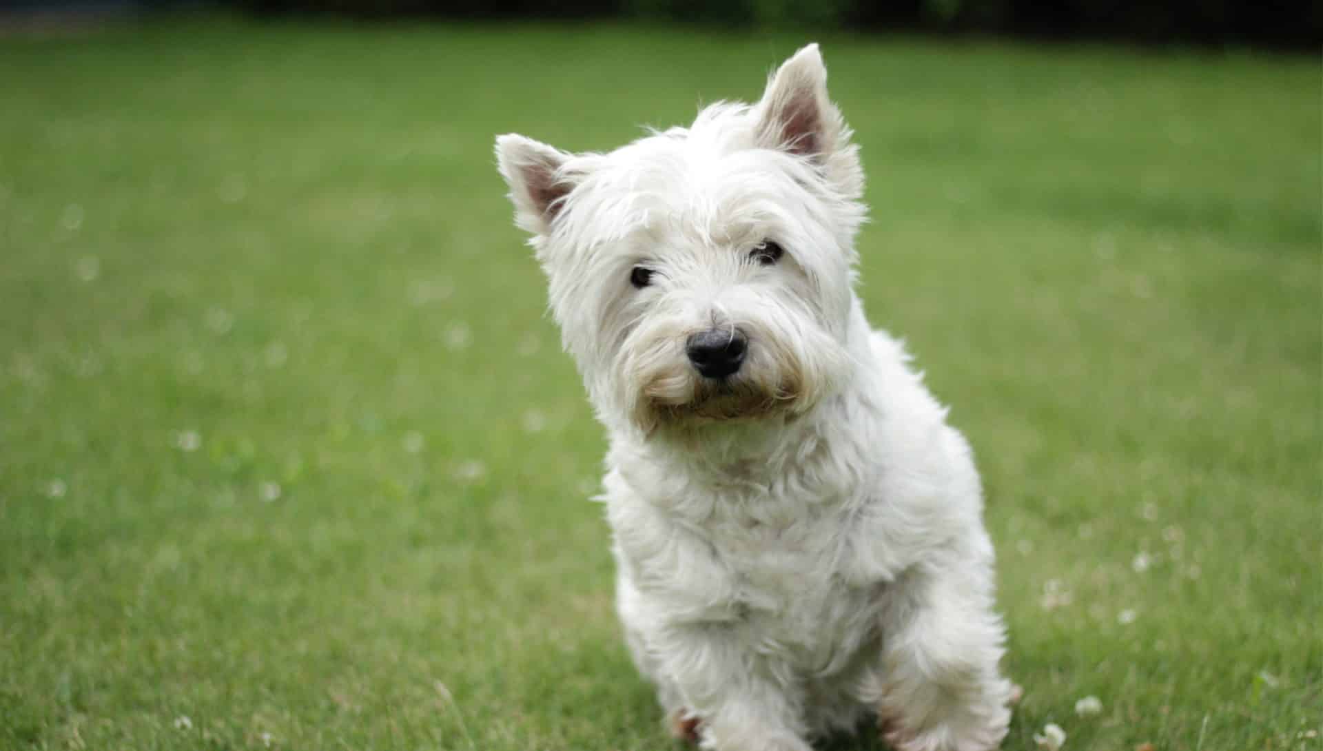 West Highland White Terrier