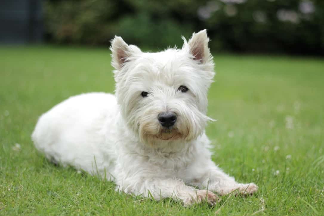 West Highland White Terrier hond