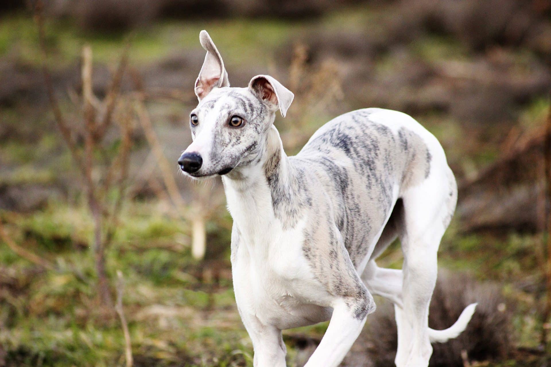 whippet