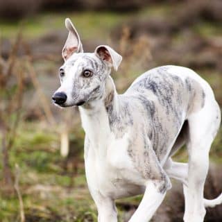 whippet