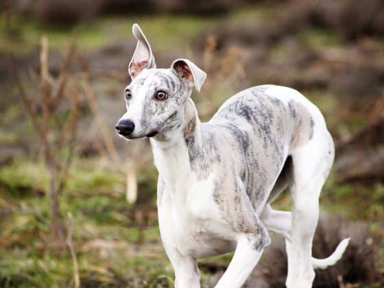 whippet