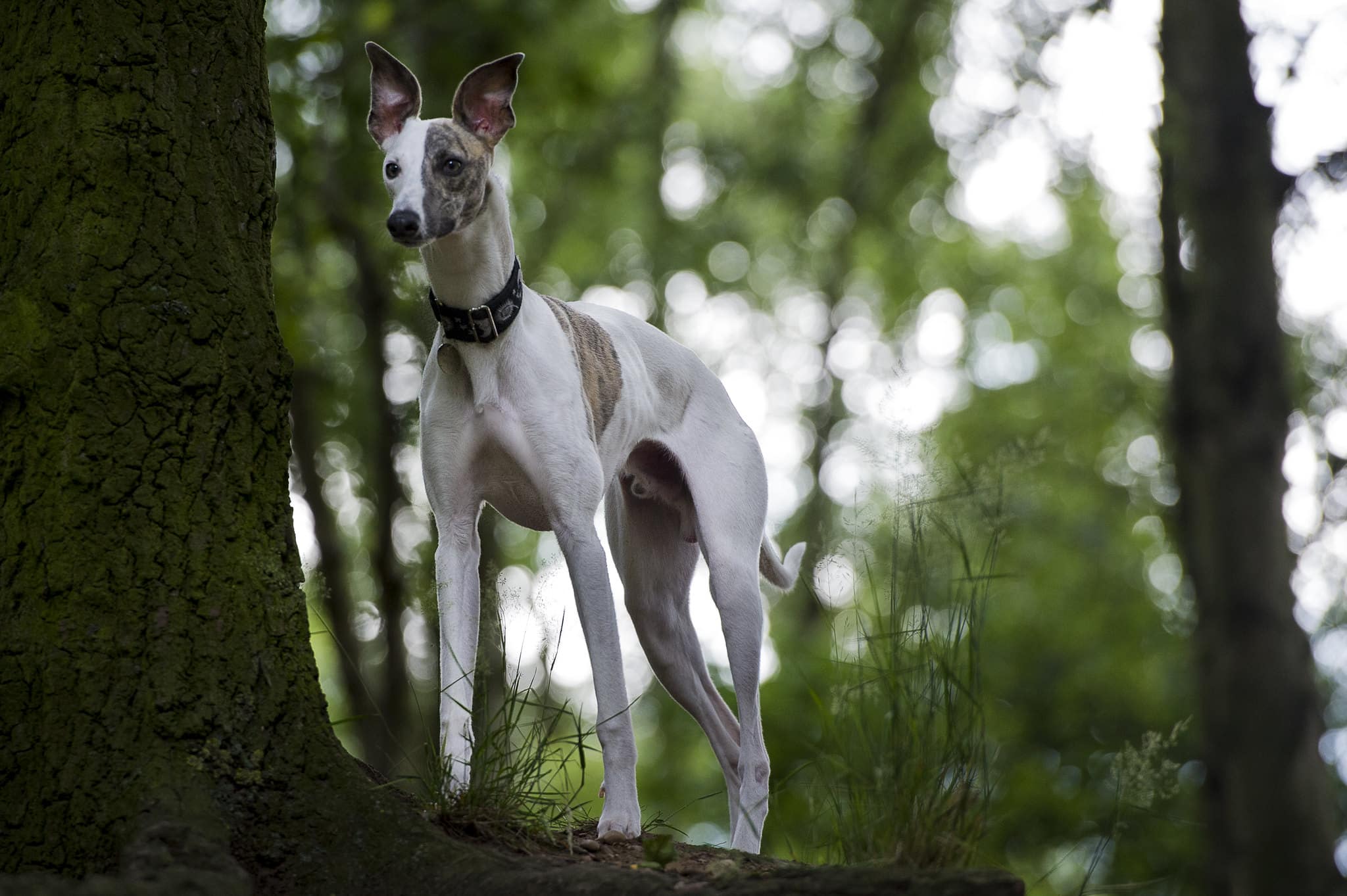 whippet hondenras