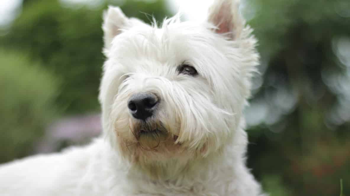 white terrier