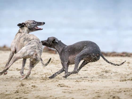 windhond hondenras
