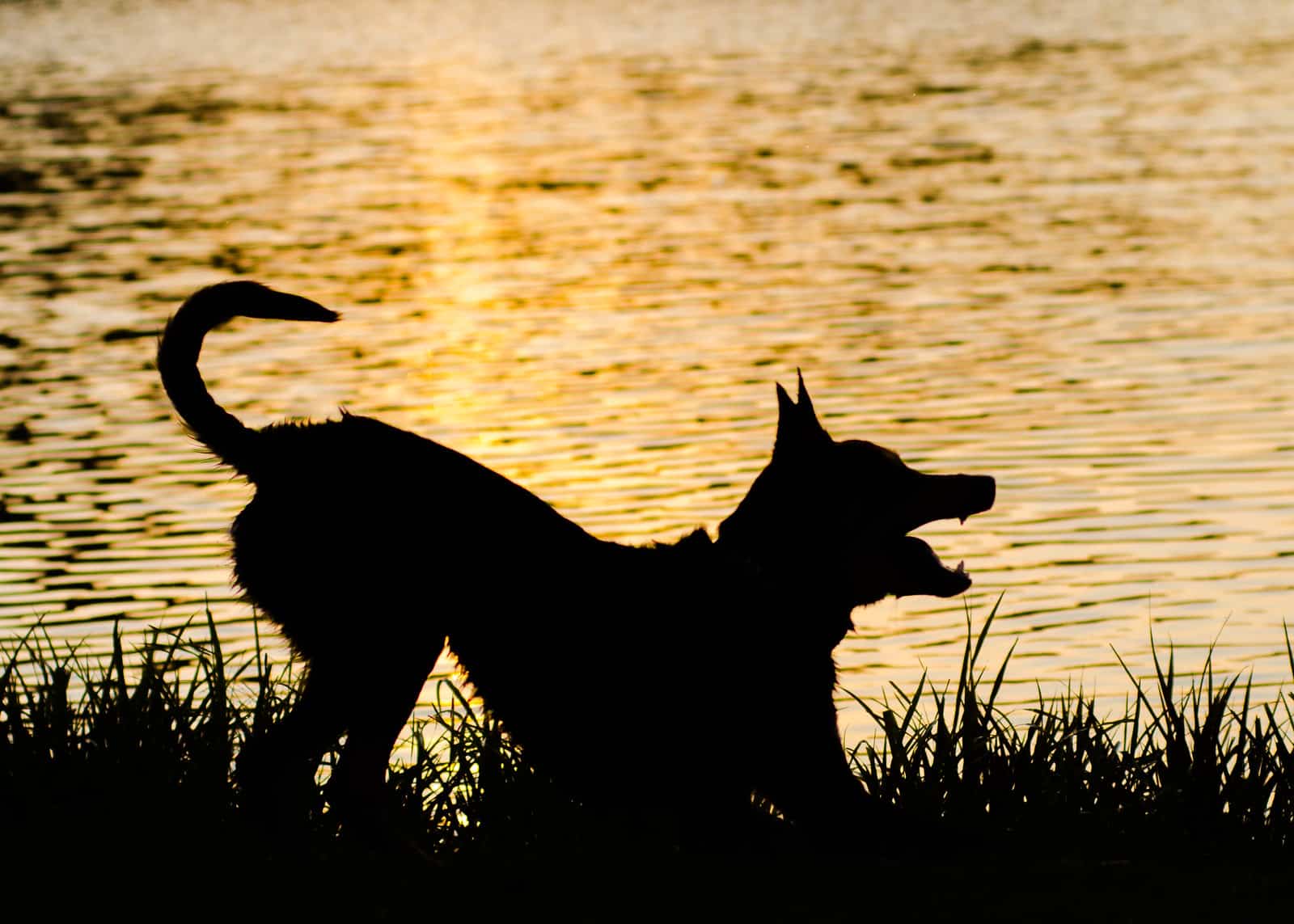 Working Kelpie hondenras