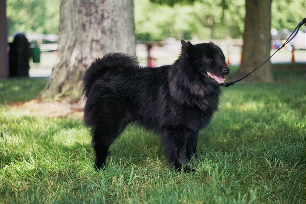 Zweedse Lappenhond
