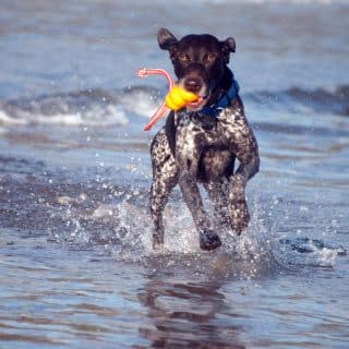 zwemmen duitse staande