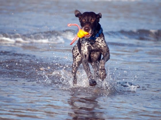 zwemmen duitse staande