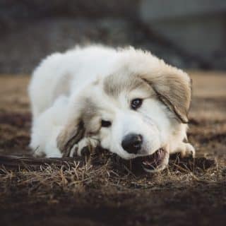 lichaamstaal van een hond