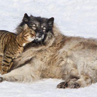 Beste stofzuiger voor hondenharen