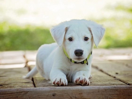 beste puppy trainingpads
