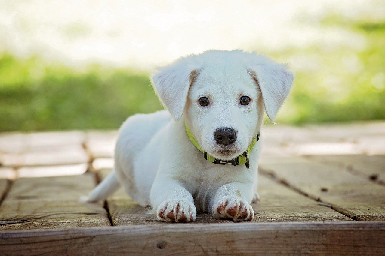 beste puppy trainingpads