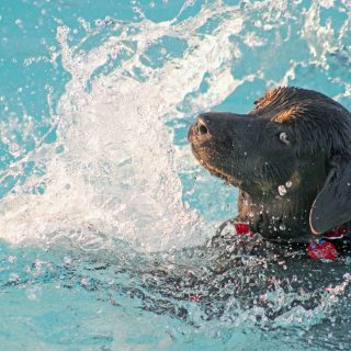 beste hondenzwemvest