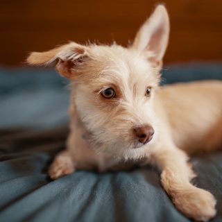 beste orthopedisch hondenbed