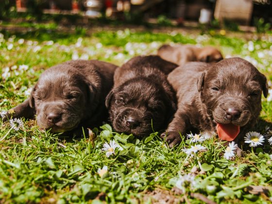 beste puppyren