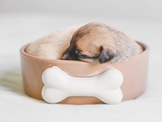 beste hondenslaapzak