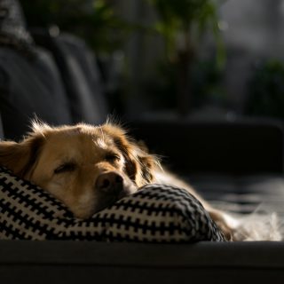 beste grote hondenmand