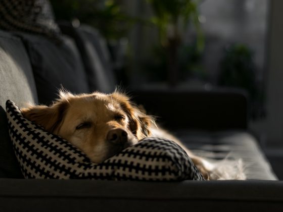 beste grote hondenmand