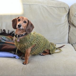 beste kleine hondenmand