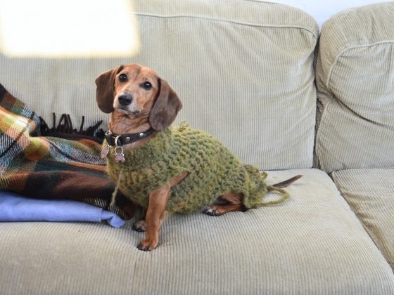 beste kleine hondenmand