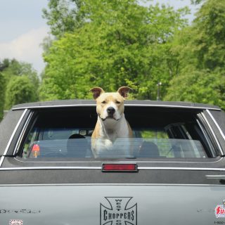 beste hondenrek auto