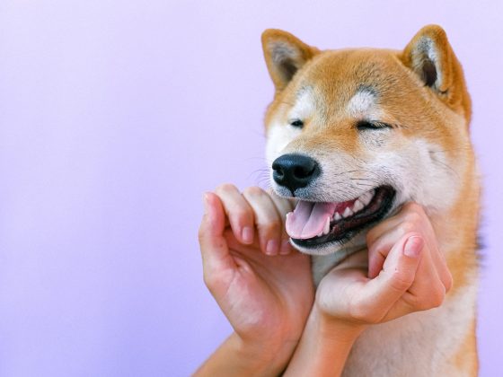 beste hondenbench vliegtuig