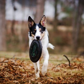 beste apporteerspeelgoed honden