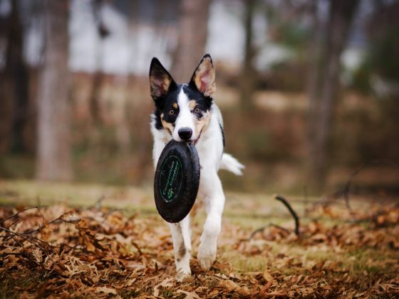 beste apporteerspeelgoed honden