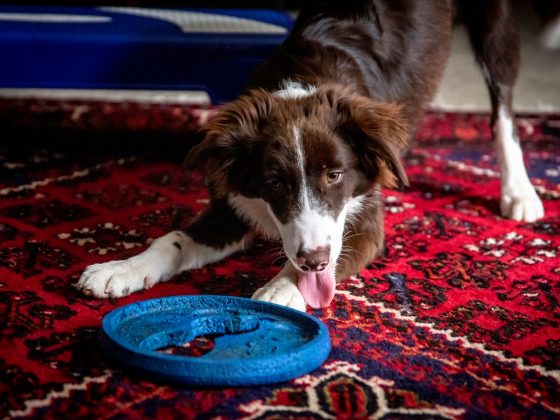beste hondenfrisbee