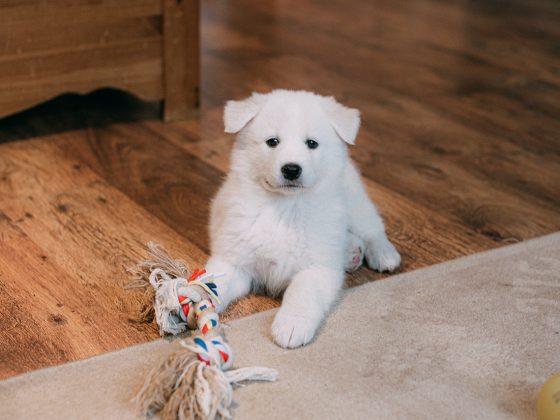 beste puppyspeelgoed