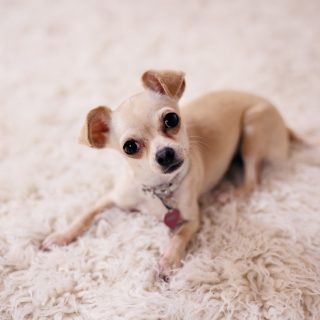 beste hondenvoer chihuahua